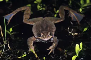 Webbed Feet Prints: Common Frog - in garden pond