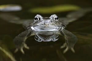 Images Dated 23rd March 2010: Common Frog - in garden pond - Lower Saxony - Germany