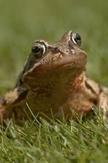 Images Dated 12th July 2005: Common Frog - In the grass. The common frog is becoming endangered due to disappearance of rural