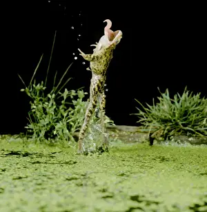 Pursuit Prints: Common Frog Jumping upright, side view Tongue extended