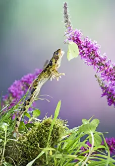 Catching Prints: Common frog - leaping to take brimstone butterfly Bedfordshire UK 005212