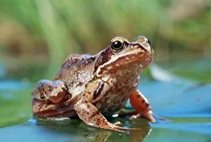 Frogs Collection: Common Frog On lily pad in pond