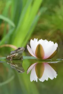 Pond Prints: Common frog – on lily pad with reflection Bedfordshire UK 004727