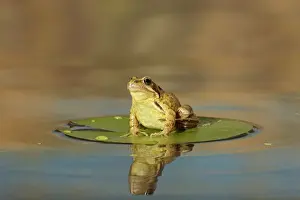 Pond Prints: Common Frog - on lily pad - with reflection - Bedfordshire UK 007667