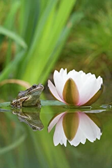 Leaf Collection: Common frog – on lily pad with reflection Bedfordshire UK 004727