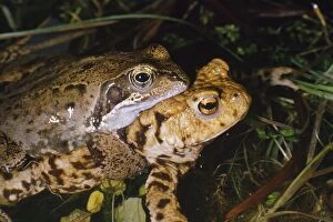 Images Dated 6th August 2007: Common Frog - male found mating (amplexus) with female Common Toad (Bufo bufo)