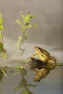 Images Dated 27th July 2009: Common Frog - in mist - with reflection