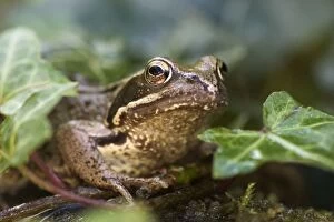 Images Dated 2nd November 2006: Common Frog Norfolk UK