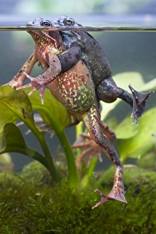 Images Dated 7th March 2009: Common frog - Pair in amplexus with heads above water, breathing