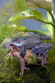 Images Dated 7th March 2009: Common frog - Pair in amplexus photographed underwater