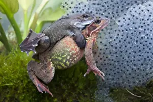 Common frog - Pair in amplexus photographed underwater with spawn, Wiltshire, England, UK