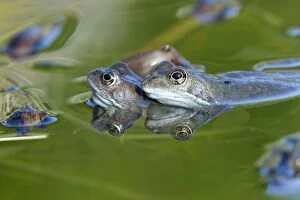 Images Dated 24th February 2011: Common Frog - in pond - Essex - UK RE000226