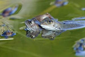Images Dated 24th February 2011: Common Frog - in pond - Essex - UK RE000226