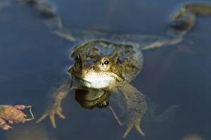 Images Dated 24th February 2011: Common Frog - in pond - Essex - UK RE000229