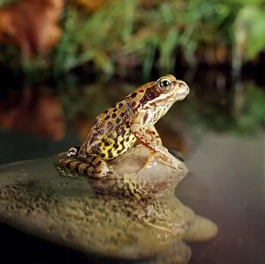 Common Frog - on Rock