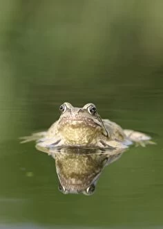 Images Dated 4th August 2005: Common Frog - Showing reflection front view Bedfordshire UK 1651