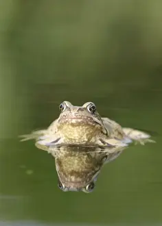 Common Frog - Showing reflection front view Bedfordshire UK 1651
