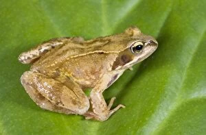 Frog Collection: Common Frog - Sitting on leaf Norfolk UK