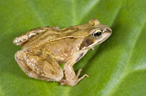 Frogs Collection: Common Frog - Sitting on leaf Norfolk UK