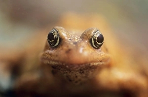 Images Dated 7th November 2006: Common Frog Skokholm Island, Wales
