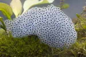 Eggs Prints: Common frog spawn - Clump of spawn photographed underwater, Wiltshire, England, UK