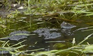 Images Dated 17th March 2012: Common Frog - with its spawn in garden pond - March