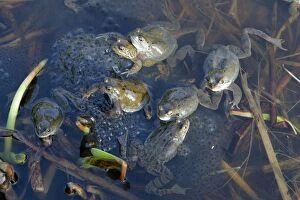 Images Dated 24th February 2011: Common Frog - spawning in pond - Essex - UK RE000233