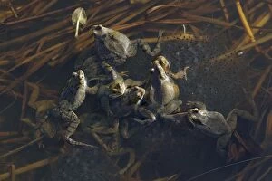 Images Dated 24th February 2011: Common Frog - spawning in pond - Essex - UK RE000241