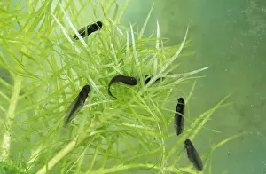Tadpoles Prints: Common Frog Tadpole - 10 days