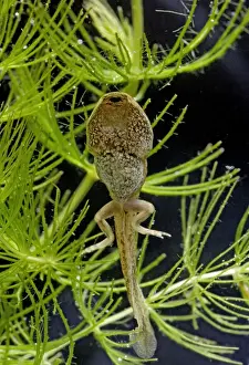 Tadpoles Prints: Common frog – tadpole 14 weeks – showing hind legs Bedfordshire UK 004760m