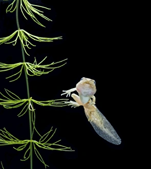 Images Dated 10th August 2007: Common frog tadpole with 2 legs Bedfordshire UK 005191