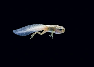 Images Dated 10th August 2007: Common frog tadpole with 2 legs Bedfordshire UK 005198