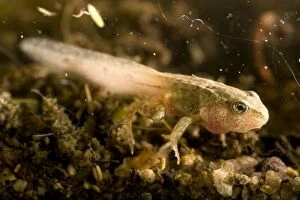 Images Dated 10th July 2009: Common Frog tadpole. Late stage with legs. UK