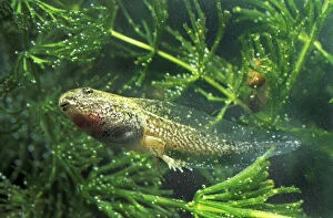 Common Gallery: Common Frog - tadpole (Rana temporaria)