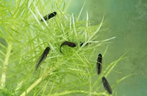 Common FROG Tadpoles - 10 days old