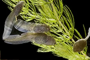 Hatchlings Prints: Common frog – tadpoles 10 weeks x0. 7 – black background Bedfordshire UK 004578
