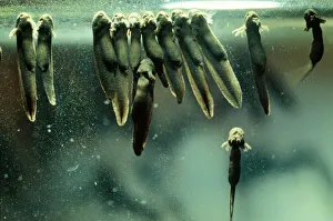 Frogs Collection: Common Frog - Tadpoles, newly hatched