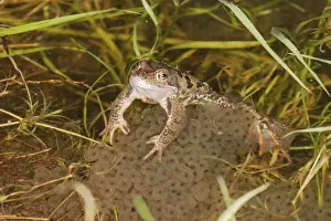 Spawning Prints: Common Frog - In water, spawning Bedfordshire UK 1564