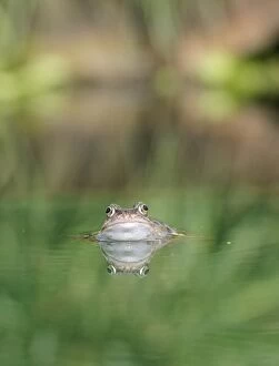 Common Frog - In water, front view