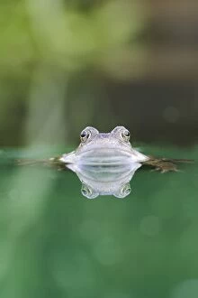 Images Dated 4th August 2005: Common Frog - In water, front view close up Bedfordshire UK 1565