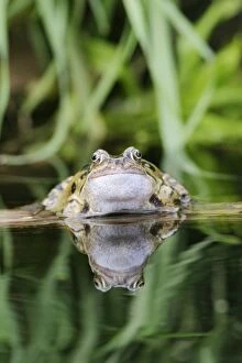 Common Frog - In water, front view, close up calling