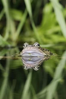 Common Frog - In water, front view close up, calling