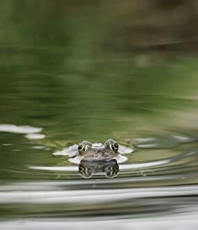 Common Frog - In water, front view, swimming