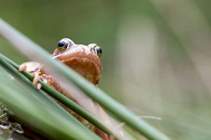 Variant Collection: Common Frog - Yellow Variant - Cornwall - UK