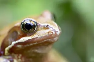 Common Frog - Yellow Variant - Cornwall - UK