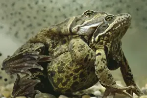 Common Frogs - Mating