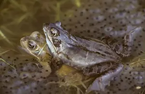 Amplexus Prints: Common Frogs - Mating, frogspawn
