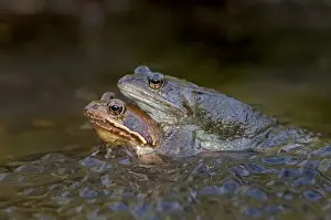 March Prints: Common Frogs - mating in garden pond amongst frog spawn - March - Cannock - Staffordshire - England