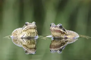 Common Frogs - Two showing reflections. Bedfordshire UK 1647