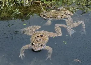 Spawning Prints: Common Frogs - In spawn